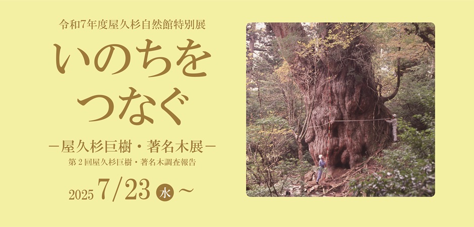 特別展 | 屋久島町屋久杉自然館