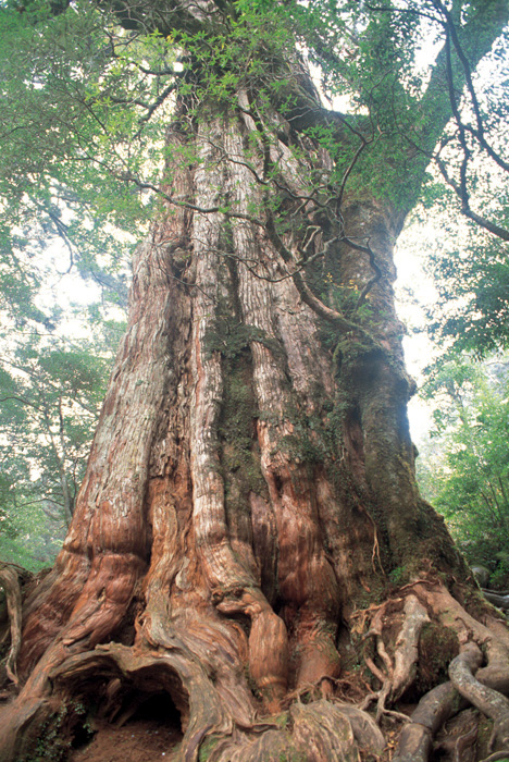 屋久杉ってなあに？ | 屋久島町屋久杉自然館