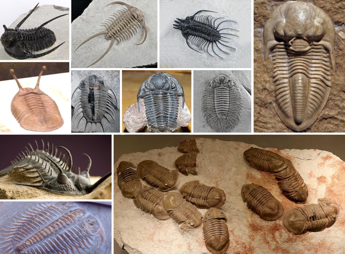 Trilobites A Photographic Atlas 三葉虫 化石 本 Trilobites A
