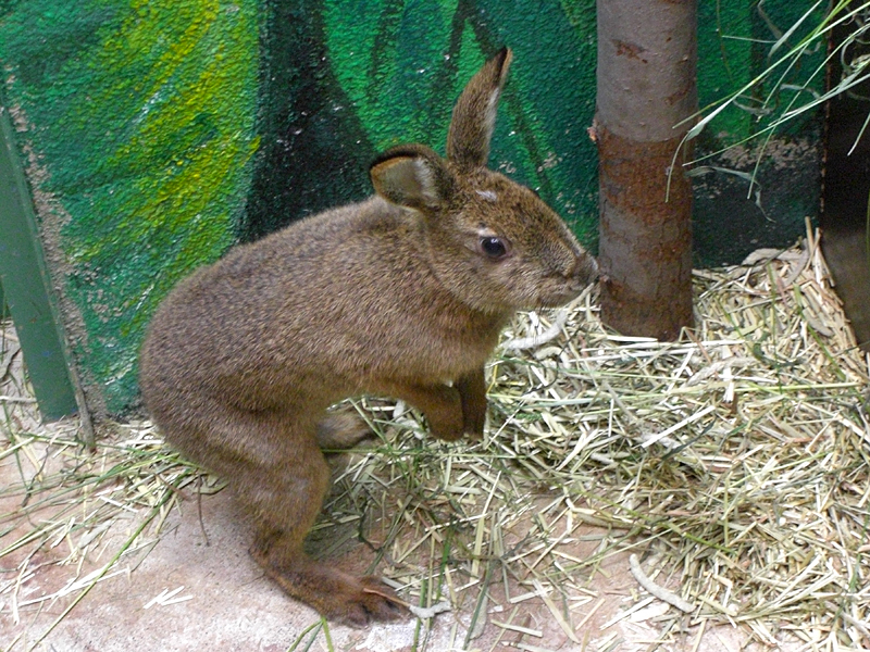 やまね工房 キュウシュウノウサギ 冬毛 立 やまね工房 キュウシュウ
