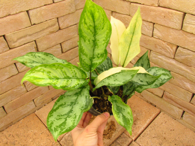 アグラオネマ・コンムタツム バリエガータ 極美個体 | 希少植物の販売