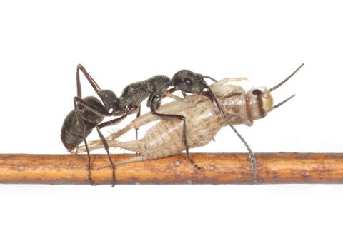 蟻という生き物