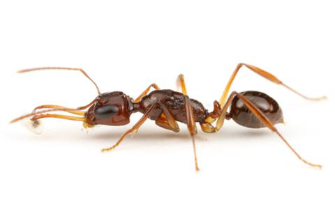 蟻という生き物