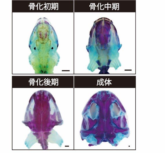 オオサンショウウオの共著論文が受理されました（7/7）｜top03_