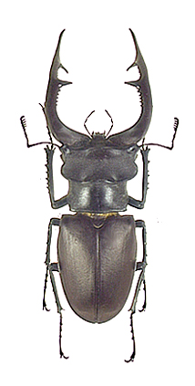 アクベシアヌスミヤマクワガタ ペア 標本 アクベシアヌス