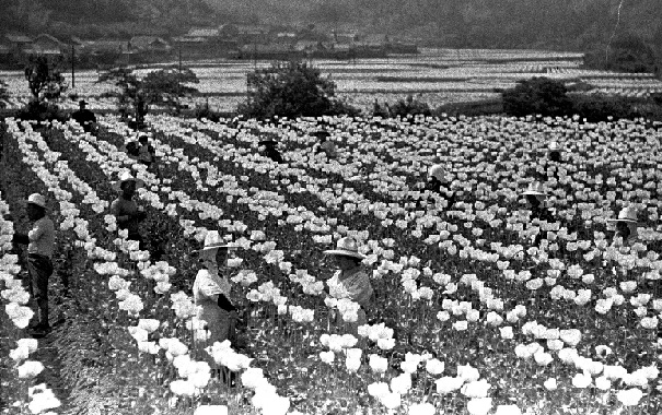 朝日新聞デジタル：不況救った「白い花の女神」 - 和歌山 - 地域