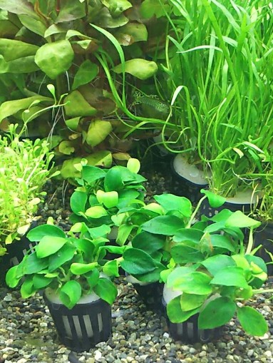 アヌビアス・ナナ・プチ Anubias barteri ver.nana