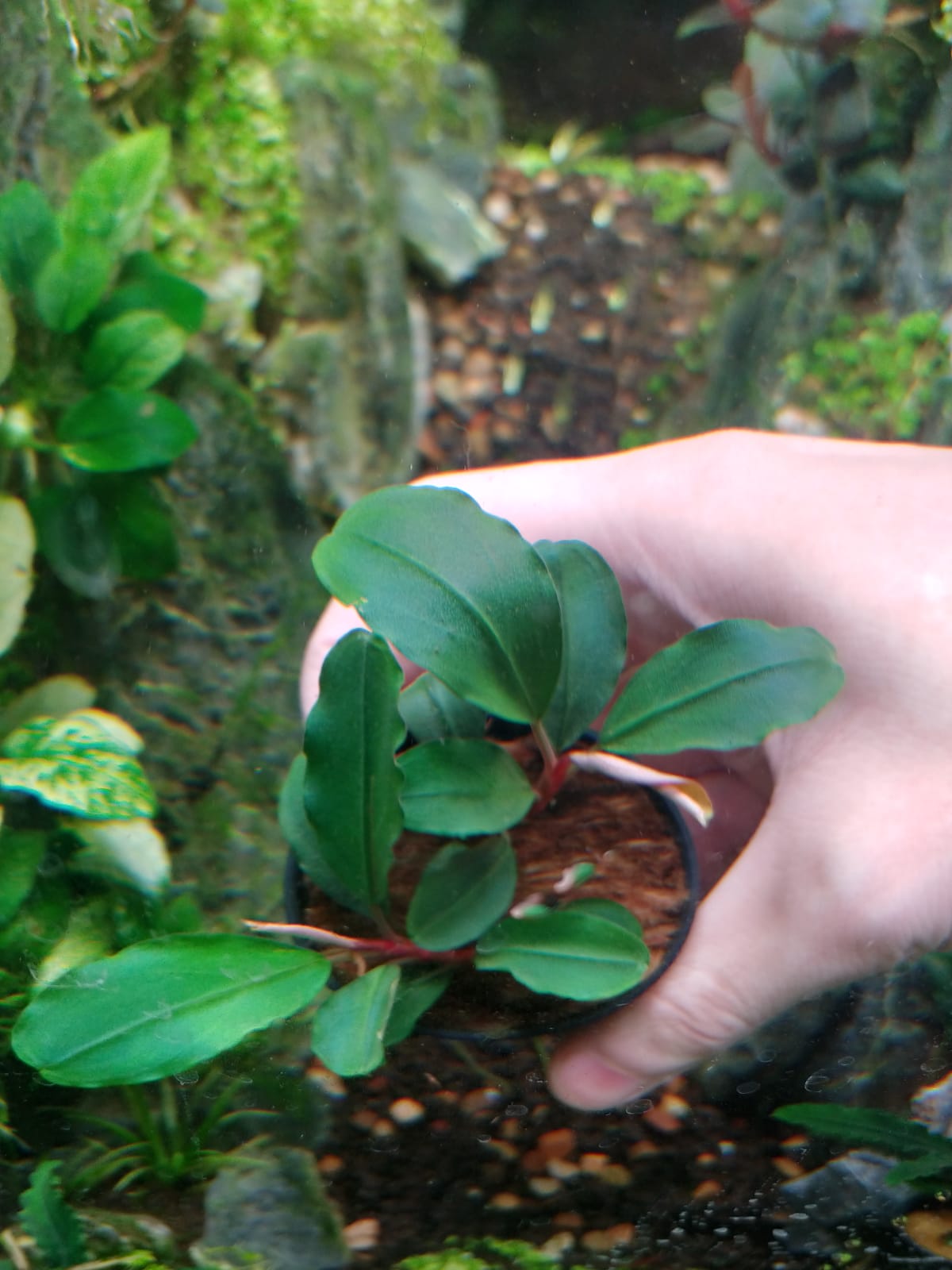 Bucephalandra sp. Theia – Aquapets ( KowloonAquarium)