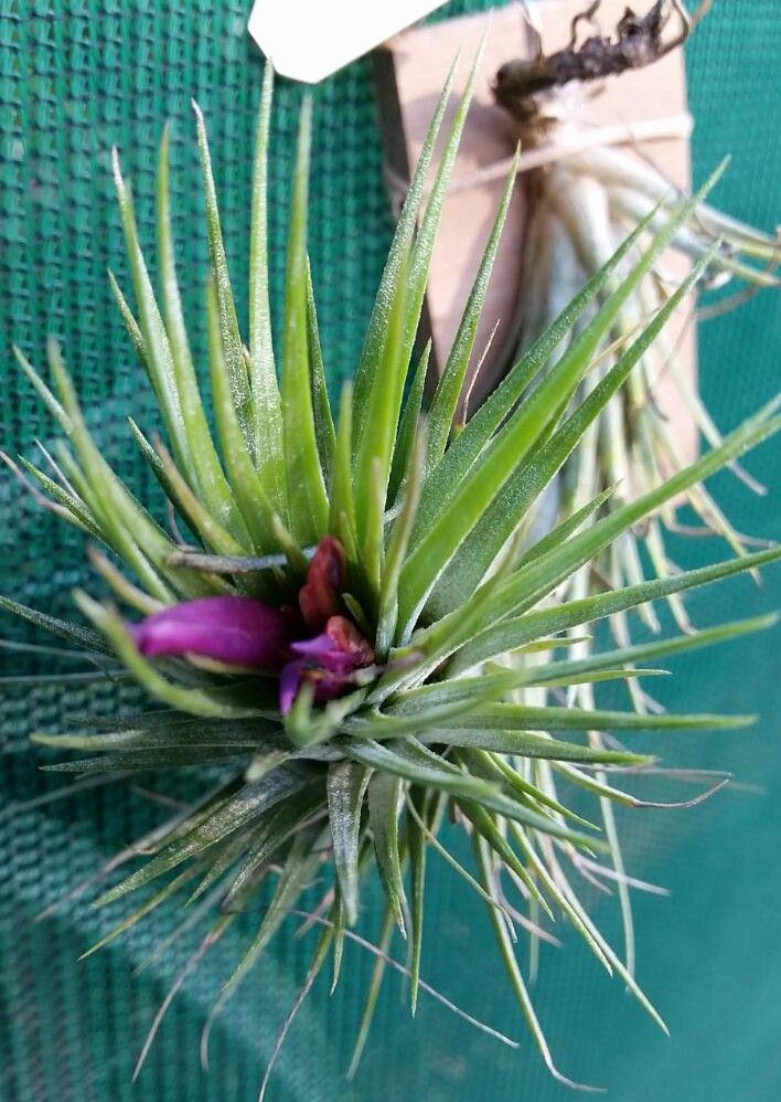 趣味・スポーツ・実用 Tillandsia II Paul T. Isley III 送料無料