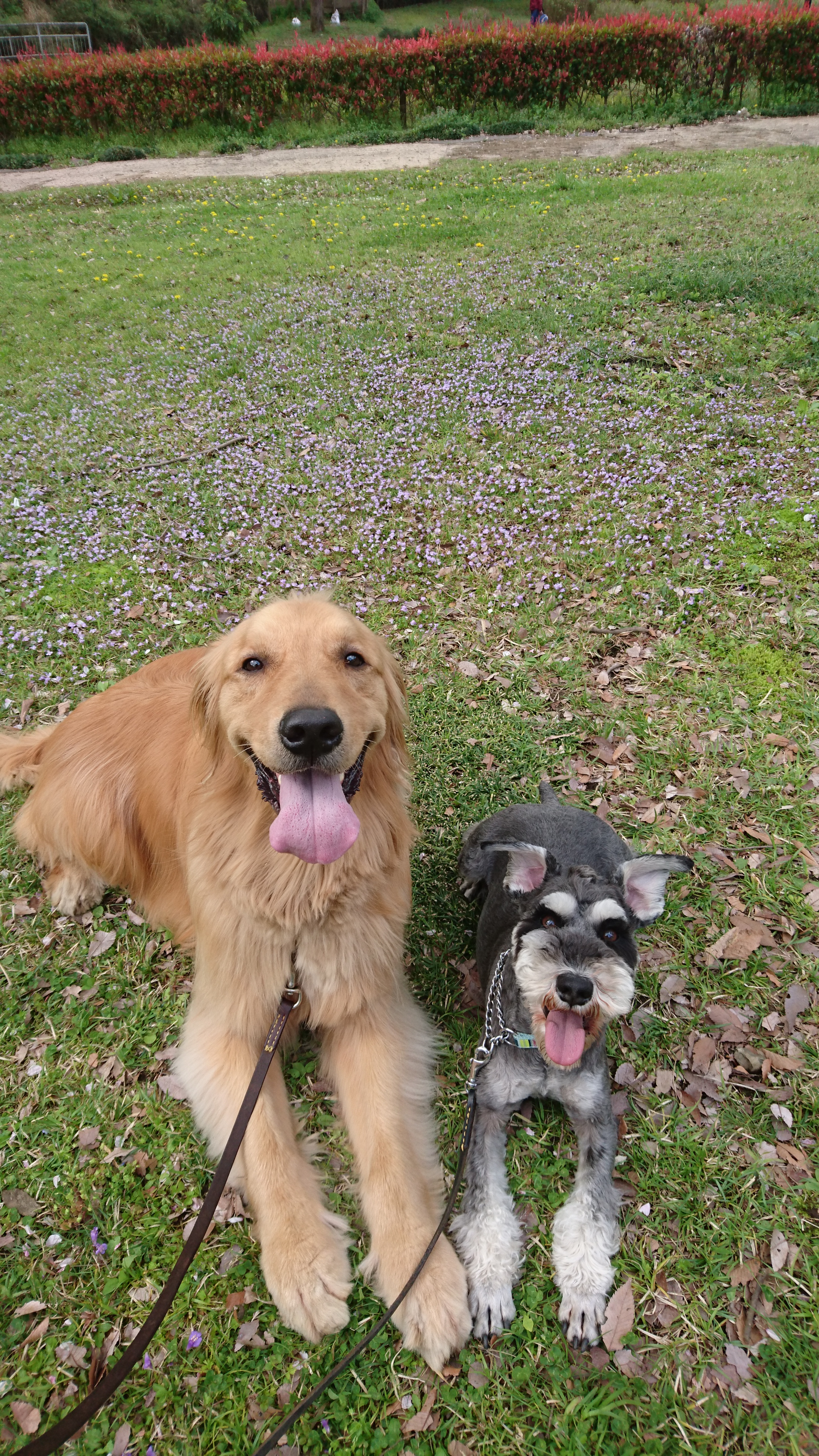 かわいい犬「ゴールデンレトリバー」「シュナウザー」「トイプ