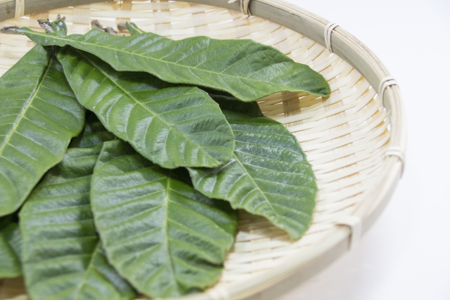 びわの葉っぱ！ 乾燥or生葉 【公式通販】
