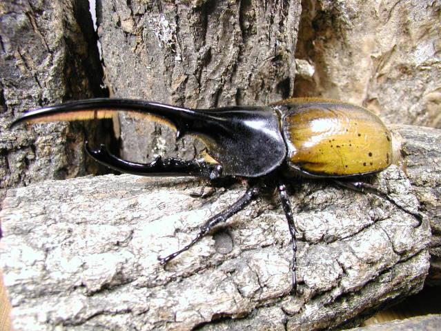 ヘラクレスエクアトリアヌス：クワガタムシ・カブトムシのオンライン