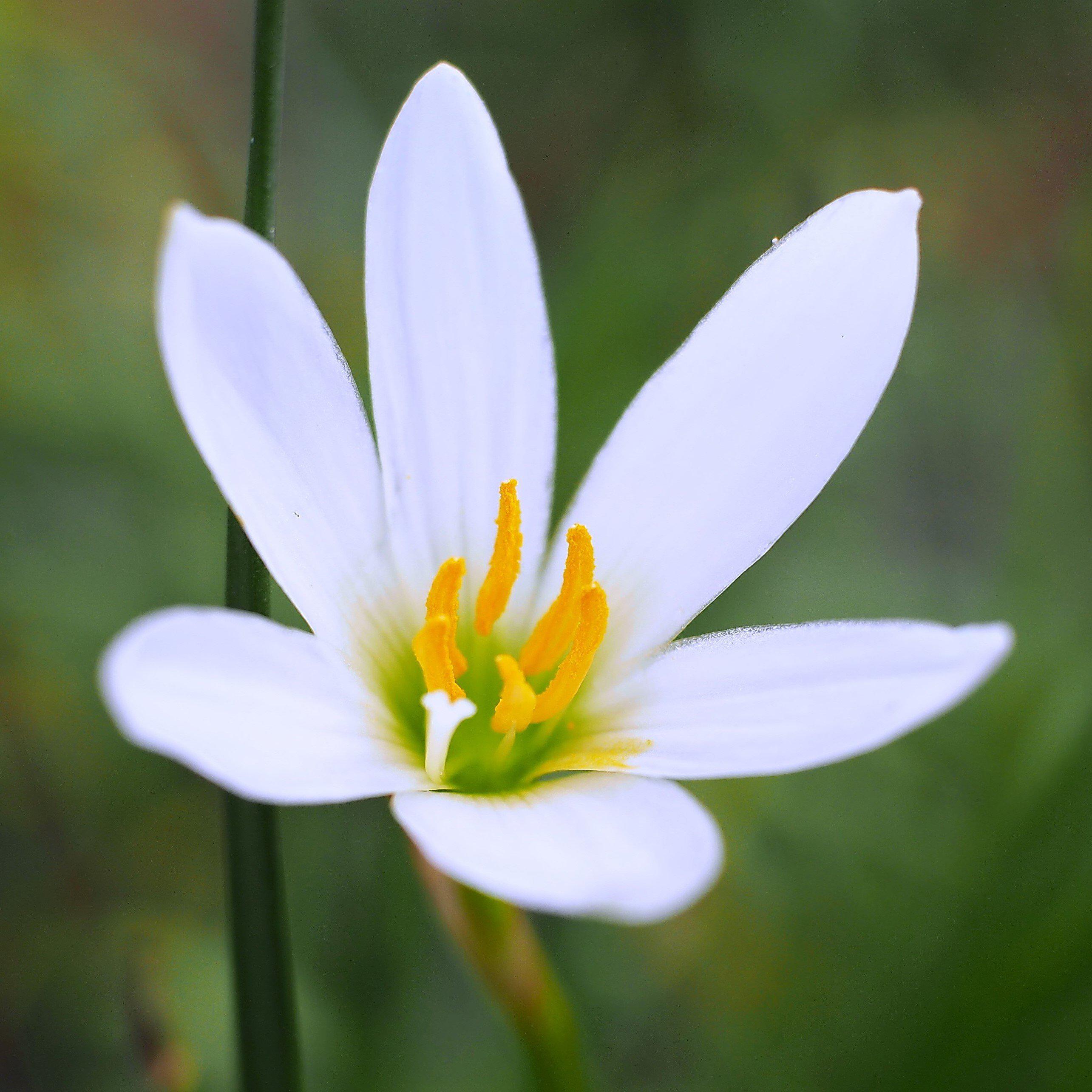 White Rain Lily Bulbs for Sale Online | Zephyranthes Candida