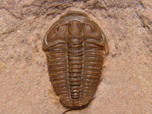 三葉虫化石(大型) コロラド産 三葉虫化石(大型) コロラド産 .co