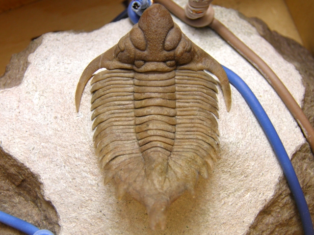 ロシア産水生昆虫32mm33mm