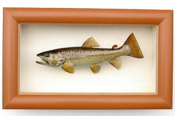 剥製 ブルックトラウト 額入り 【公式通販】