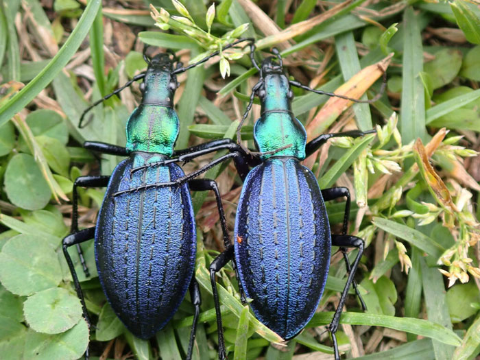 昆虫シリーズ43 オサムシ | あきた森づくり活動サポートセンター