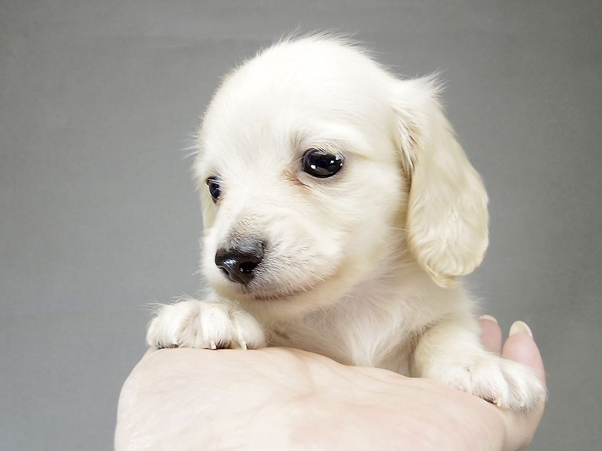 くりあんページ❣️ミニチュアダックス 犬 シェリーTiとクッキーの子犬