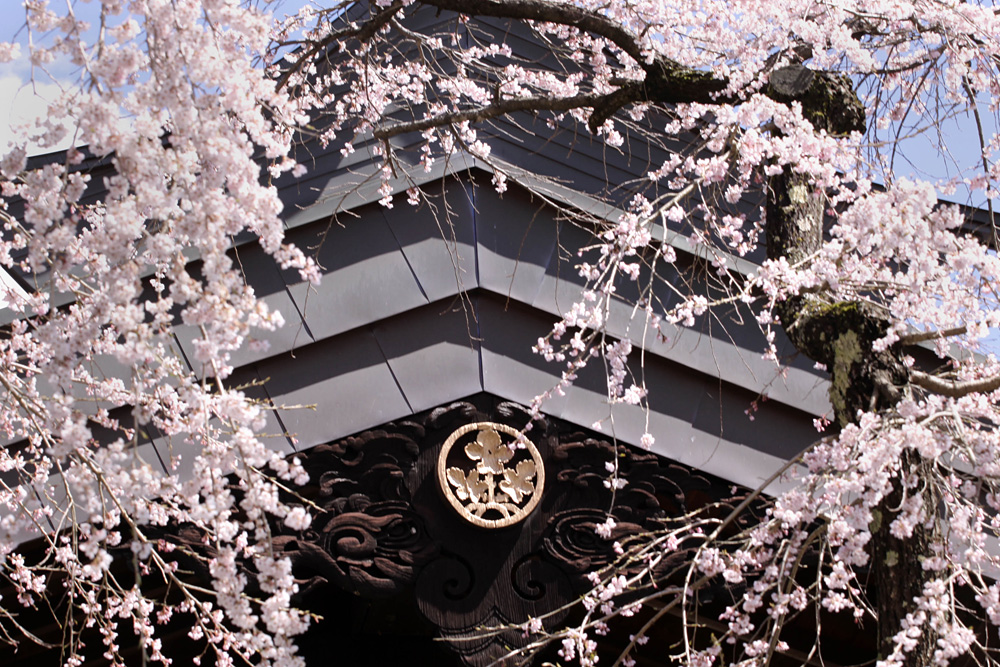 名刺の四季 桜の金峯山寺 名刺の四季 桜の金峯山寺 金峯山