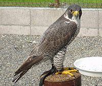 フクロウ、鷹、ハヤブサ、猛禽類 ファルコンベスト フォーキングベスト