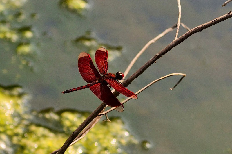 アカスジベッコウトンボ