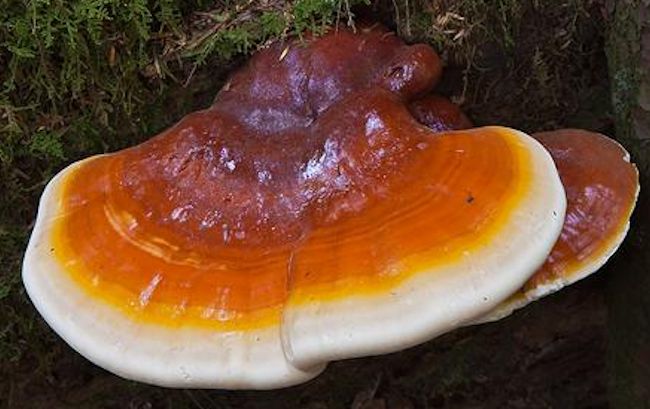 天然物・さるのこしかけ・サルノコシカケ・霊芝・キノコ 送料無料