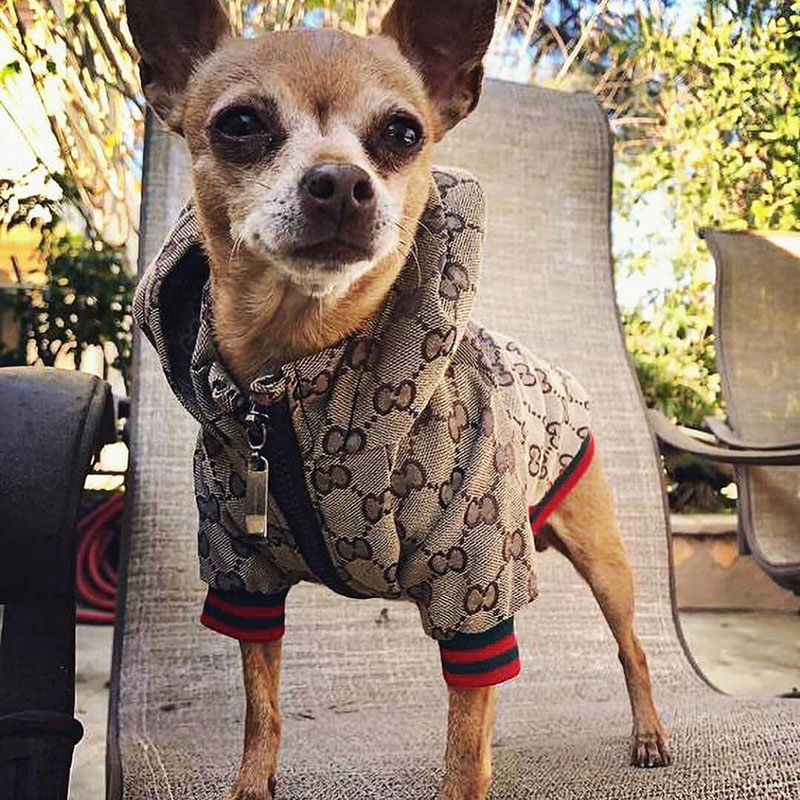 GGトイプードル マルチーズ 冬服 傷なめ防止 抜け毛対策 小型犬 ペット服