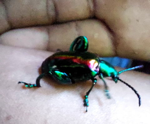 カリマンタン島の美麗カミキリ カリマンタン島の美麗カミキリ