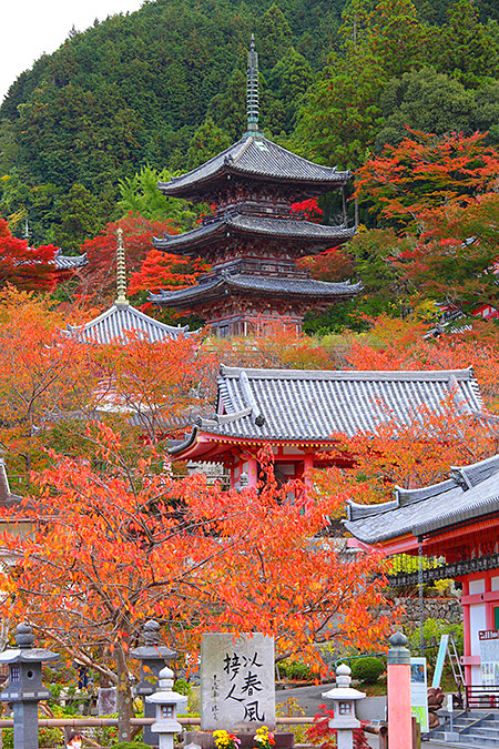 壷阪寺 紅葉