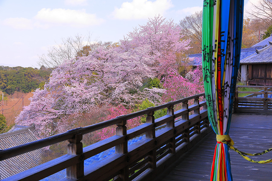 二月堂裏参道の桜