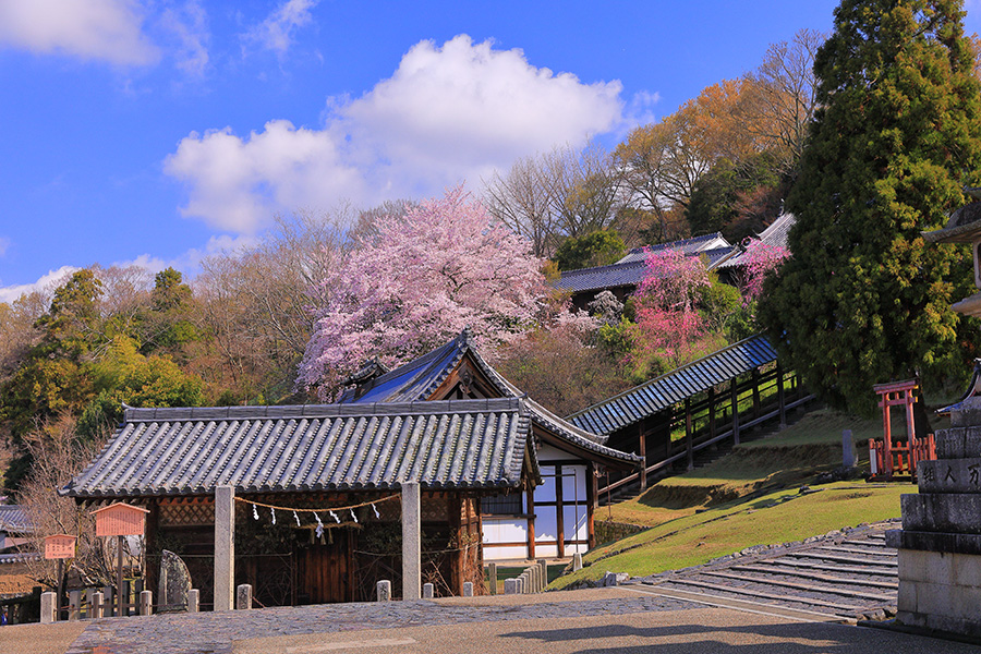 二月堂裏参道の桜