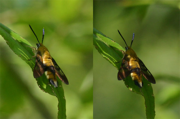 クロスキバホウジャク