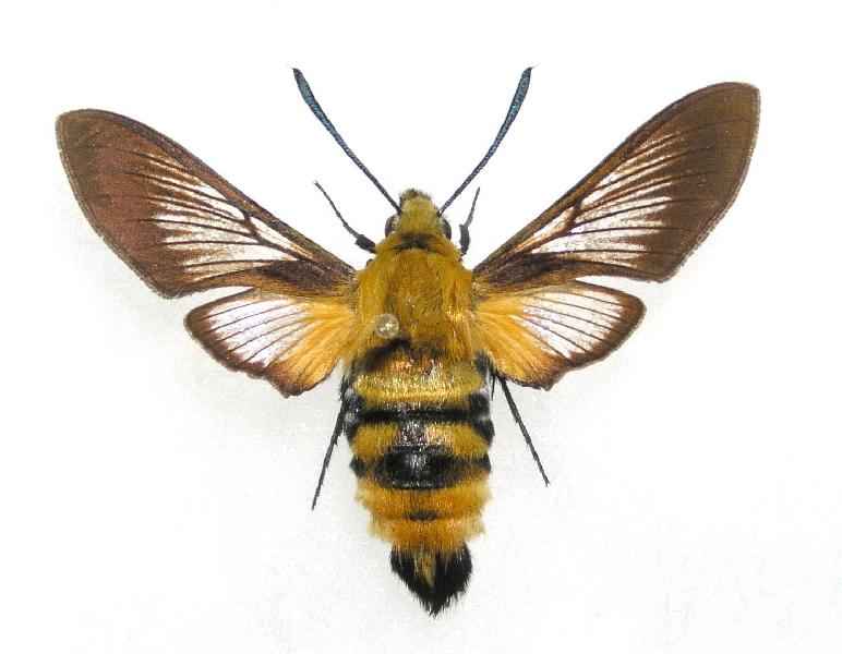 スキバホウジャク