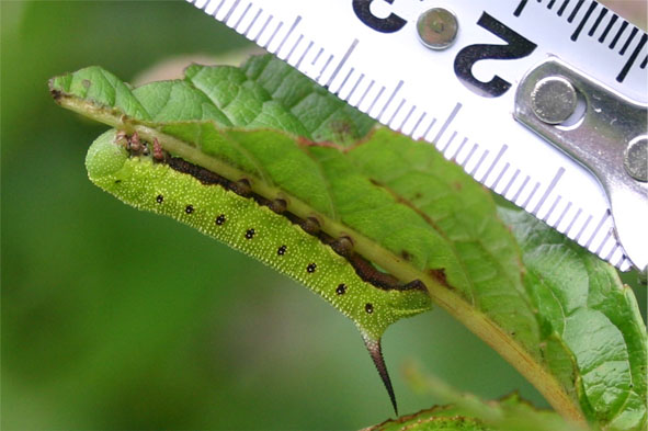 クロスキバホウジャク