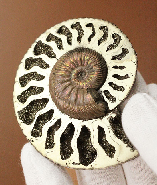 新着化石 クエンステッドトセラス | 化石セブンの最新情報