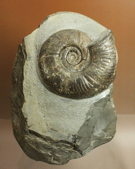 北海道産 アンモナイト 2500g置き物 良形！北海道産アンモナイト