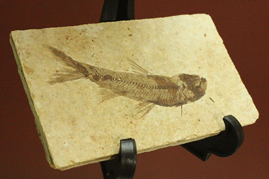 N5597 約5000万年前の魚の化石 ゴシウテクティス