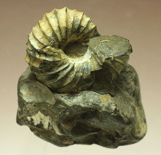 異常巻きアンモナイト 変形アンモナイト 北海道産