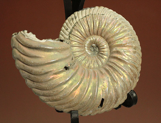 化石 クエンステッドセラス アンモナイト 化石 クエンステッドセラス