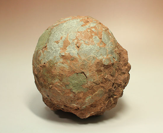 貴重) 恐竜ハドロサウルスの卵化石（3個） 中国 補修あり 入手困難