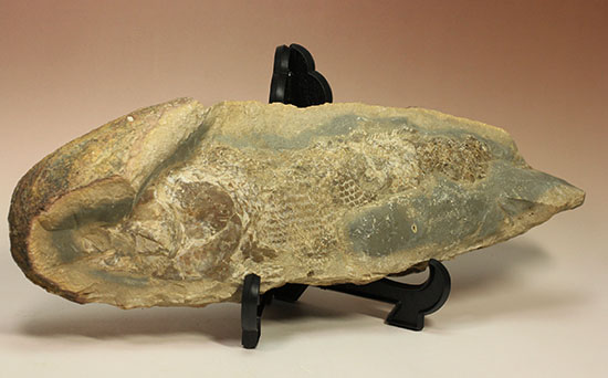 生々しいグロテスクな味わい、ブラジル産魚化石 化石 販売