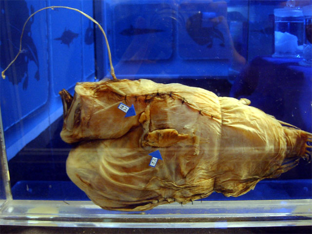 ミツクリエナガチョウチンアンコウ科(Ceratiidae)－ミツクリエナガ