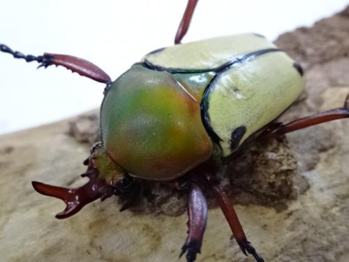 くわかぶプラネット / ヘレロエンシスサスマタカナブン(ナミブサスマタ