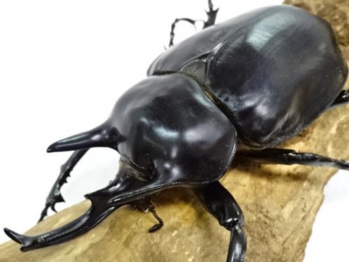 くわかぶプラネット / 【エクアドル産】アクティオンゾウカブト