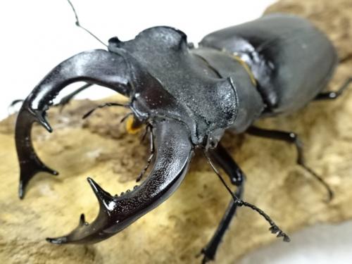 くわかぶプラネット / ヨーロッパミヤマクワガタ(ケルブス)(オス75mm単品)