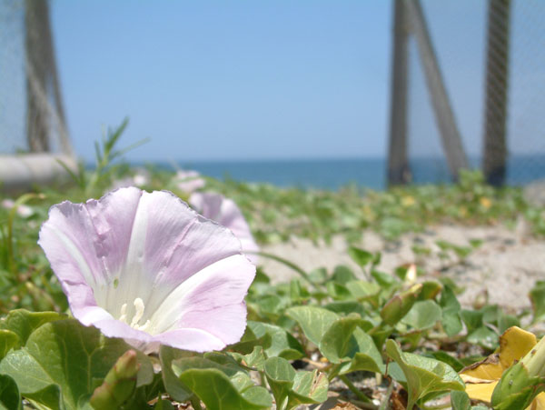 土井茂樹（大洋会会員）「花と鉢」