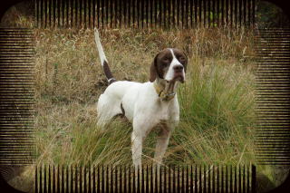 犬 トロフィー 第16回 優勝旗争奪訓練競技会 オブジェ 置き物 dog