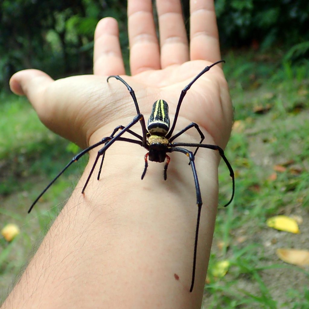 日本最大のクモは沖縄にいる ～オオジョロウグモとオオハシリグモと