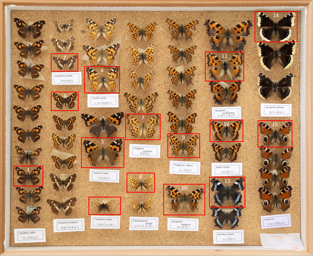 立体標本】国産蝶 キベリタテハ ライブ標本 ショップ 立体標本】国産蝶
