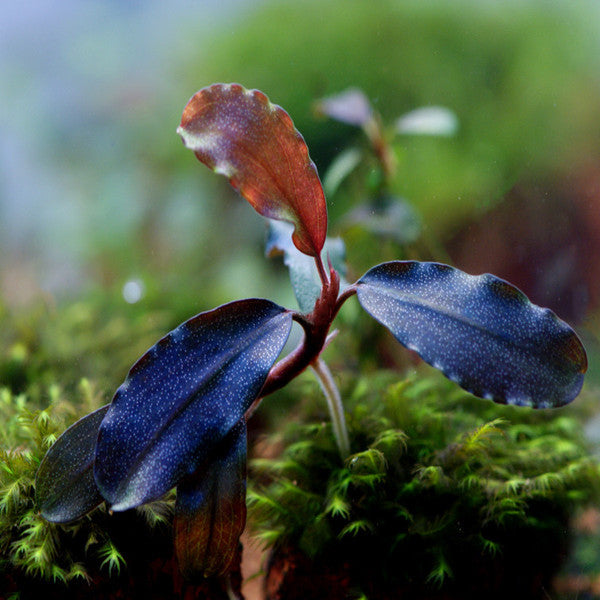 Bucephalandra sp. 